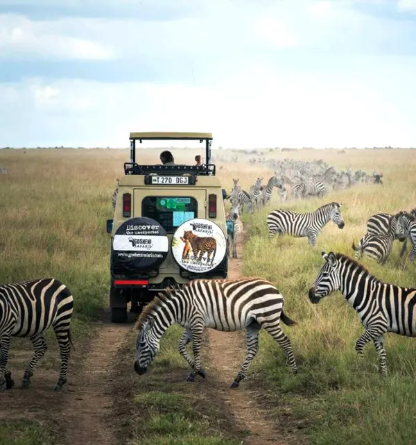 Safaris sur mesure en Tanzanie